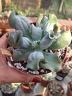 Suculenta Echeveria Culibra