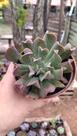 Suculenta Echeveria Dark Vader