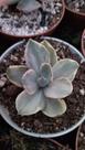 Suculenta Echeveria Decora