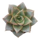 Suculenta Echeveria Dionysius pote 6