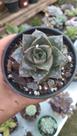 Suculenta Echeveria Dionysius Suculenta Echeveria Dionysius