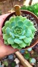 Suculenta Echeveria Dorete