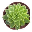 Suculenta echeveria flat variegata pt11 Suculenta echeveria flat variegata pt11