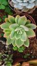 Suculenta Echeveria Golden Glow