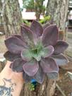 Suculenta Echeveria Hanaikada