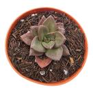 Suculenta Echeveria Hibrida Morani x Chichiensis Suculenta Echeveria Hibrida Morani x Chichiensis