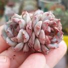 Suculenta Echeveria importada Red Velvet