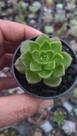Suculenta Echeveria Letízia pote 6