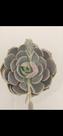 Suculenta Echeveria Lotus Suculenta Echeveria Lotus