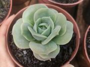 Suculenta Echeveria Lovely Rose - Reversa