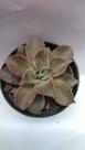 Suculenta Echeveria Madiba