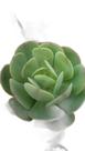Suculenta Echeveria Mandala Citrus