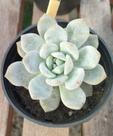 Suculenta Echeveria Monroe pote 9 Suculenta Echeveria Monroe pote 9