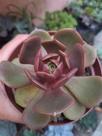 Suculenta Echeveria Mont ou Zesta