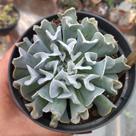 Suculenta Echeveria Nichi cuia 13