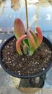 Suculenta Echeveria Oricula "Coleções"