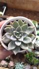 Suculenta Echeveria Paniculata vaso 11