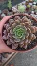 Suculenta Echeveria Pluto