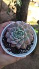 Suculenta Echeveria Prolifica