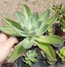 Suculenta Echeveria Subrigida