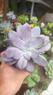 Suculenta Echeveria Superbum
