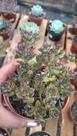 Suculenta Echeveria Supia