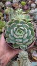 Suculenta Echeveria Zonnestraal