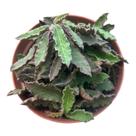 Suculenta Euphorbia Decaryi pote 11cm