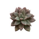 Suculenta Graptoveria Araluen Gem