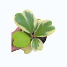 Suculenta Hoya Kerrii Variegata pote 11 - 3 ou mais corações