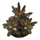 Suculenta Kalanchoe Tomentosa Minor( vaso 7 cm)