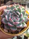Suculenta Maravilhosa Echeveria Chihuahuensis