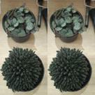 Suculenta mini variada
