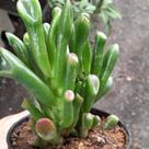 Suculenta orelha de shrek (crassula ovata gollum”) Suculenta orelha de shrek (crassula ovata gollum”)
