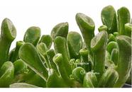 Suculenta Orelha De Shrek Crassula Ovata Gollum Vaso Nº10