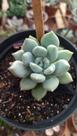 Suculenta Pachyveria Draco pote 11