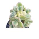 Suculenta Patinha de urso Variegata White pote 6(pequena) Suculenta Patinha de urso Variegata White pote 6(pequena)