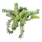 Suculenta Pendente Colar de princesa (Sedum hemsleyanum)