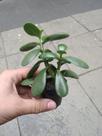 Suculenta Planta Jade : Atrai Sorte, Dinheiro E Prosperidade