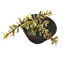 Suculenta Portulacaria Afra Variegata Pote 11