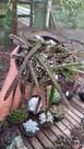 Suculenta rhipsalis cruciformis