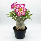 Suculenta Rosa Do Deserto Adenium Obesum Cores Raras
