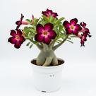 Suculenta Rosa Do Deserto Adenium Obesum Cores Raras