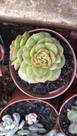 Suculenta Sedeveria Rolly