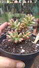 Suculenta Sedum Aurora