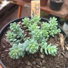 Suculenta Sedum Major