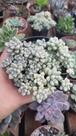 Suculenta Sedum Mendozae