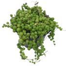 Suculenta Senecio Rowleyanus ou Colar de pérolas pote 11