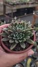 Suculenta Sinocrassula Densirosulaula