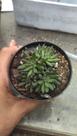 Suculenta Sinocrassula yunnanensis